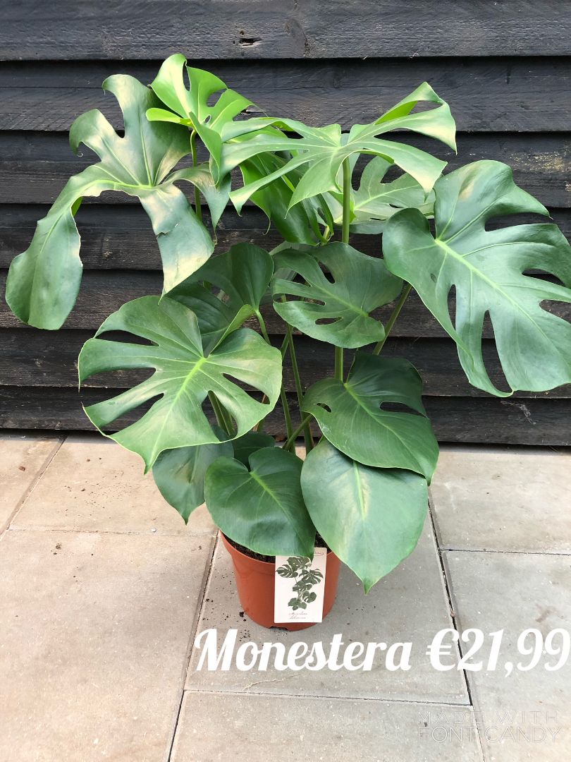 monestera kamerplant gatenplant