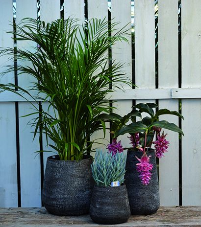 kamerplant palm in pot
