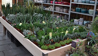 vetplanten sansevieria