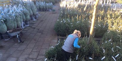 kerstbomen vers nordmann