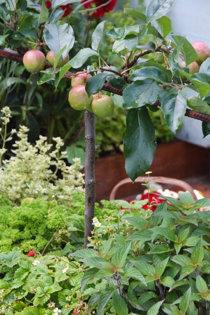 fruitbomen en struiken