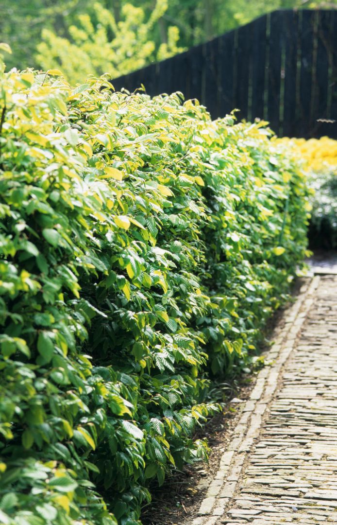 beuken haag planten