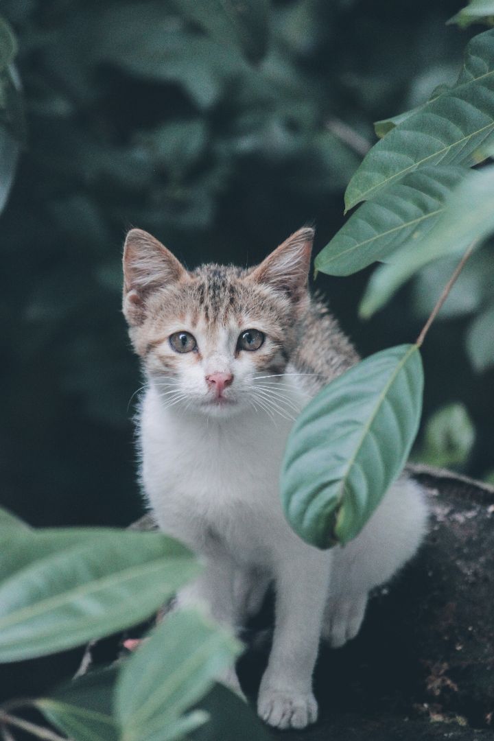 katten en veilige planten