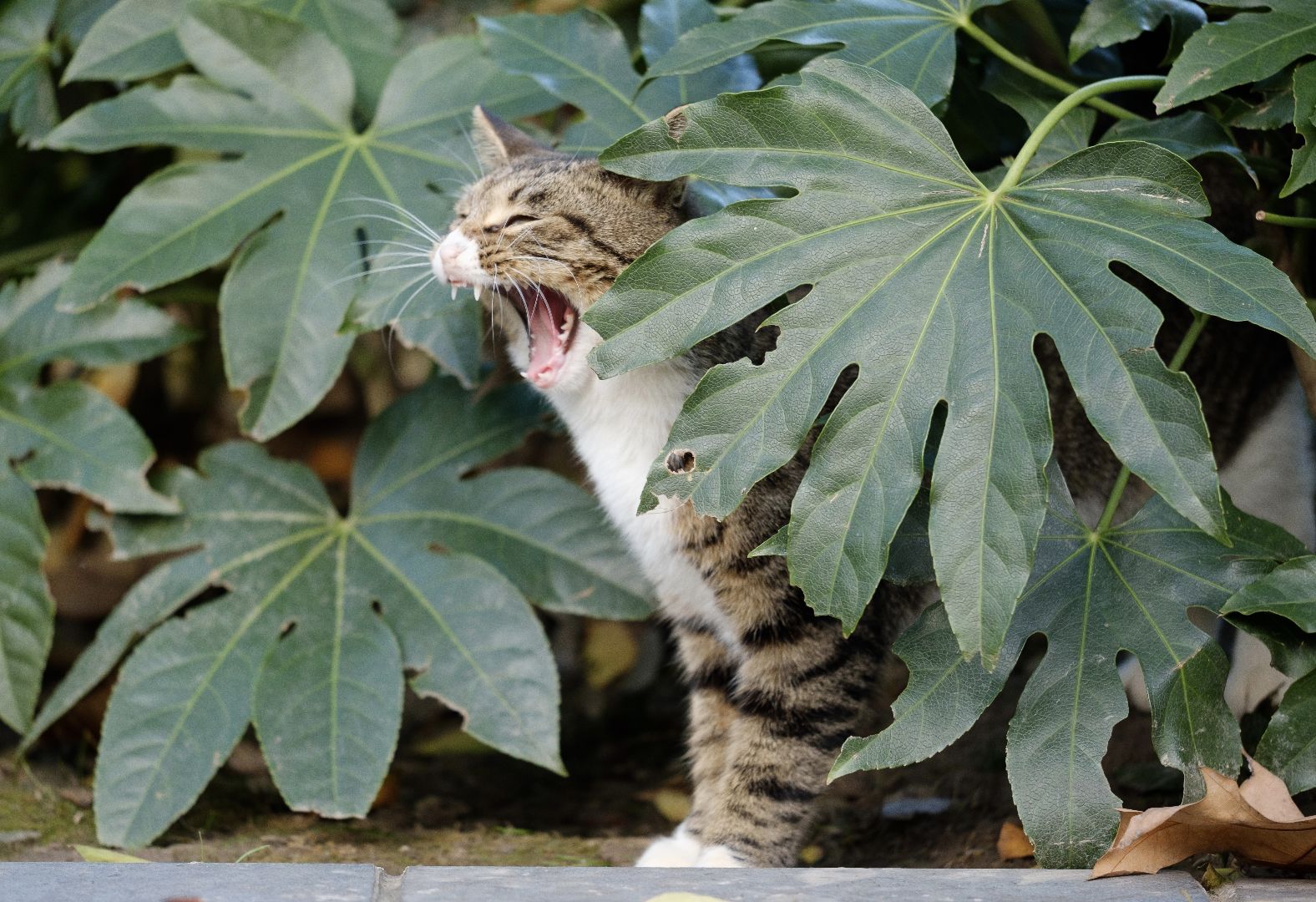 kat giftige plant