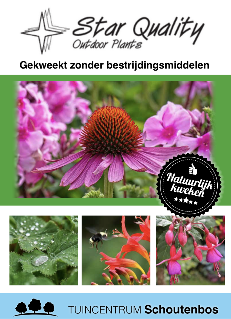 Natuurlijk gekweekte vaste planten