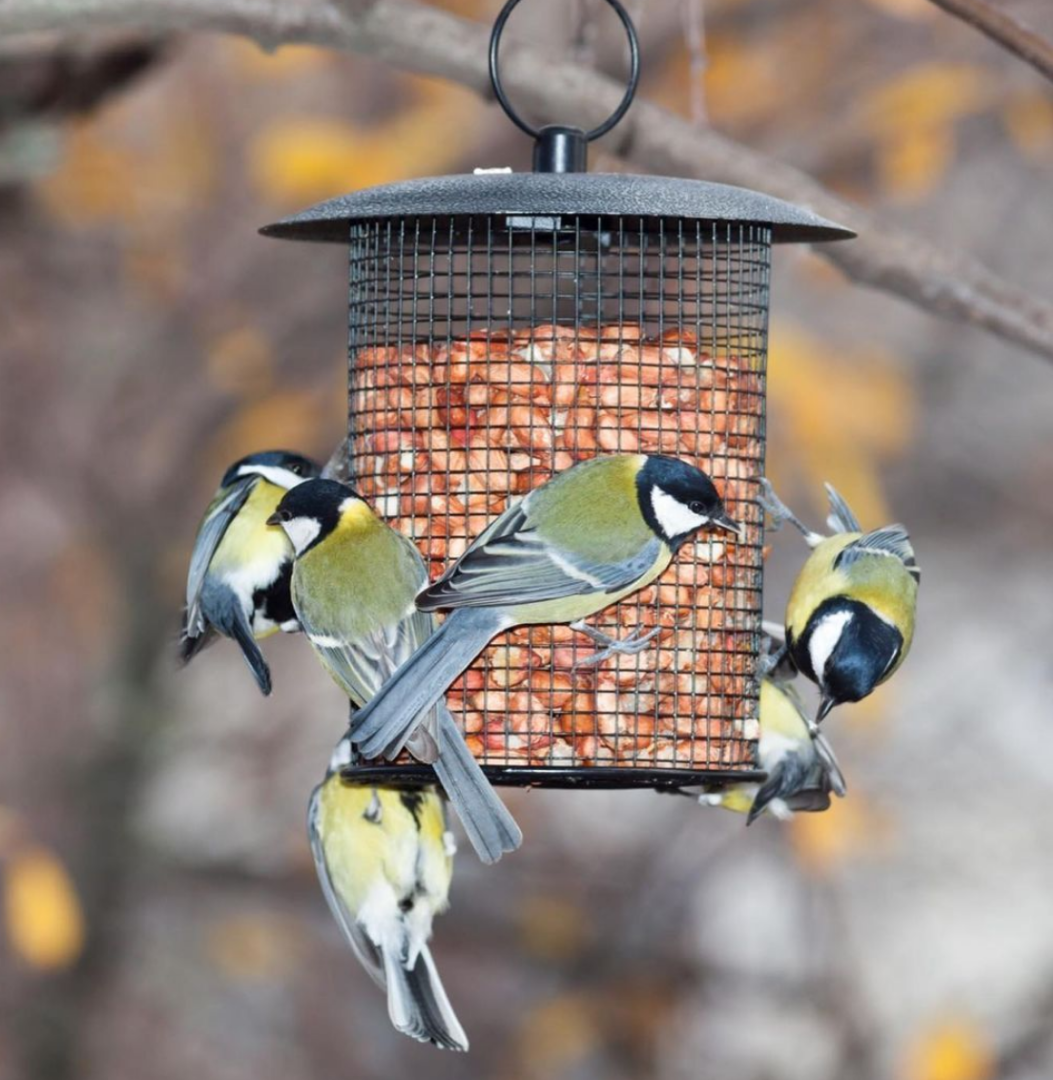 koolmees roodborst vogelvoer