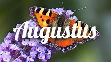 tuintips augustus buddleja vlinderstruik