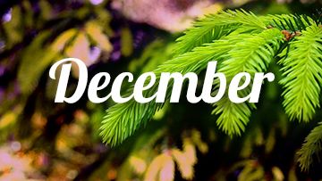 tuintips december den spar