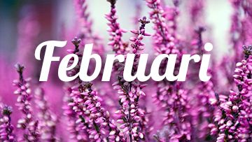 tuintips februari heide calluna