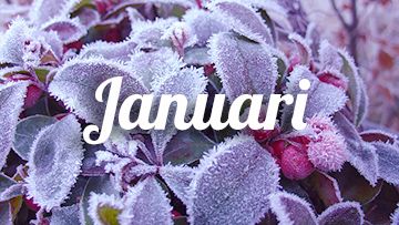 tuintips januari Gaultheria