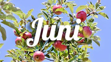 tuintips juni appelboom