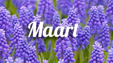 tuintips maart blauw druifje muscari