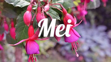 tuintips mei fuchsia