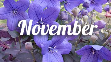 tuintips november platycodon