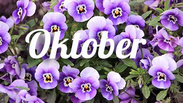 tuintips oktober violen