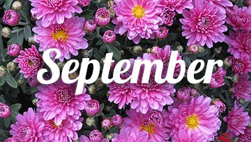 tuintips september chrysant